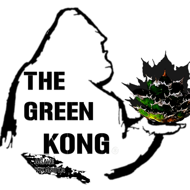 世界中の熱帯植物〜多肉植物｜THE GREEN KONG