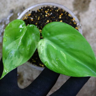 2021.12/25-015/フィロデンドロン オキシカルデューム 斑入り/Philodendron oxycardium 'Variegata' /-TGK-