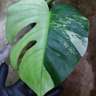 2022.1.1-02/国産/モンステラ デリシオーサ ‘ ボルシギアナタイプミント’ fromジャパン/-TGK-r0307s- Monstera deliciosa var, ’borsigana type mint‘ from Japan/超絶希少!!-TGK-
