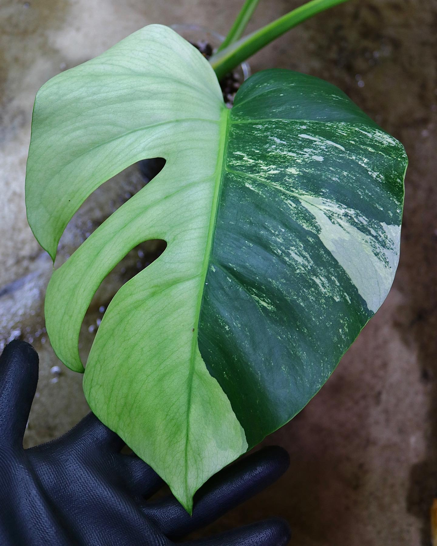 モンステラ・デリシオーサ・ミント 斑入り② Monstera Mint Var.