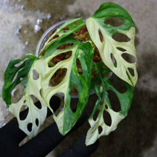 2021.12/12-07/マドカズラ 白斑入り/Monstera adansonii white variegata/発根済み！-TGK-