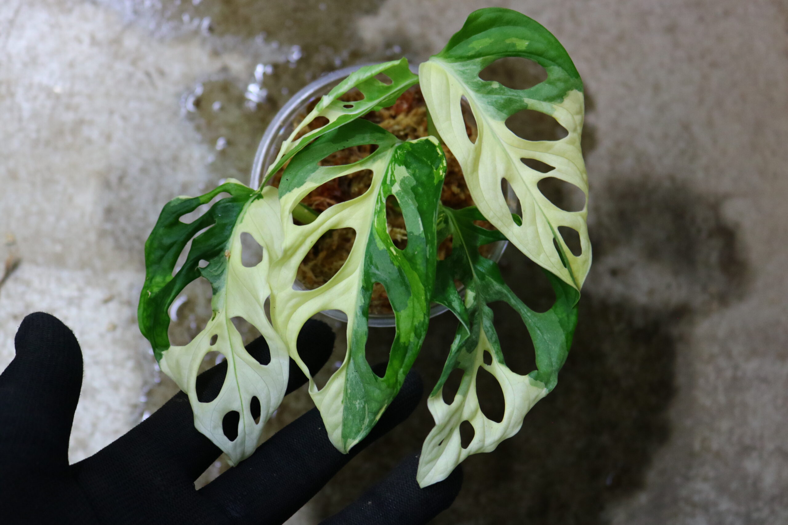 2021.12/12-07/マドカズラ 白斑入り/Monstera adansonii white variegata/発根済み！-TGK- |  世界中の珍しい熱帯植物｜THE GREEN KONG