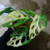 2021.12/12-07/マドカズラ 白斑入り/Monstera adansonii white variegata/発根済み！-TGK- - 画像 (5)