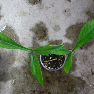 2021.12/17-012/フィロデンドロン”69686” Philodendron”69686”/-TGK-
