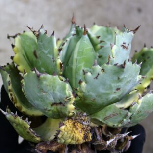 2021.12/12-09/アガベ カブトガニ錦/Agave isthmensis 'Kabutogani' f.variegata/特選個体《-TGK-》