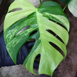 2022.1.1-01/国産/モンステラ デリシオーサ ‘ ボルシギアナタイプミント’ fromジャパン/-TGK-r0307s- Monstera deliciosa var, ’borsigana type mint‘ from Japan/超絶希少！！-TGK-