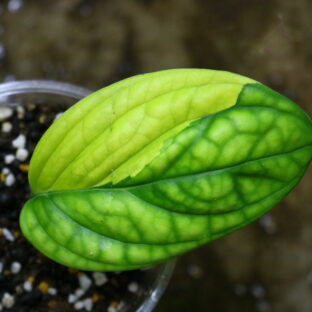 ヤフオク/No.015/-TGK-/マドカズラ/モンステラ アダンソニー '白斑入り'/Monstera adansonii 'White  Variegated'/ 落札日2023/5/14 (日) | 世界中の珍しい熱帯植物｜THE GREEN KONG