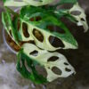 2021.12/12-07/マドカズラ 白斑入り/Monstera adansonii white variegata/発根済み！-TGK- - 画像 (8)