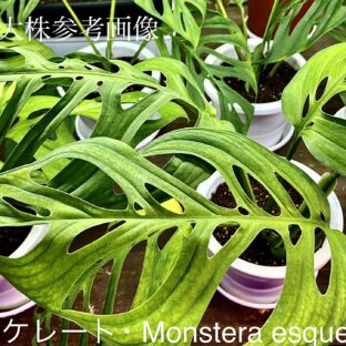 ヤフオク/No.05/-TGK-/フィロデンドロン パライソヴェルデ 斑入り/Philodendron paraiso verdes  'Variegated'/ 落札日2023/5/21 (日) | 世界中の珍しい熱帯植物｜THE GREEN KONG