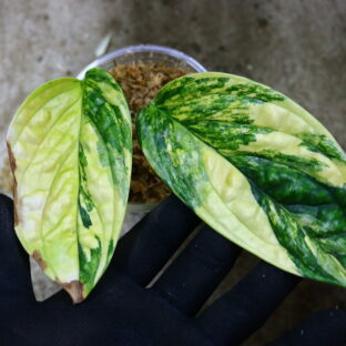 2022.1.7/07/モンステラsp.ペルー/Monstera sp. Peru/-TGK-0421