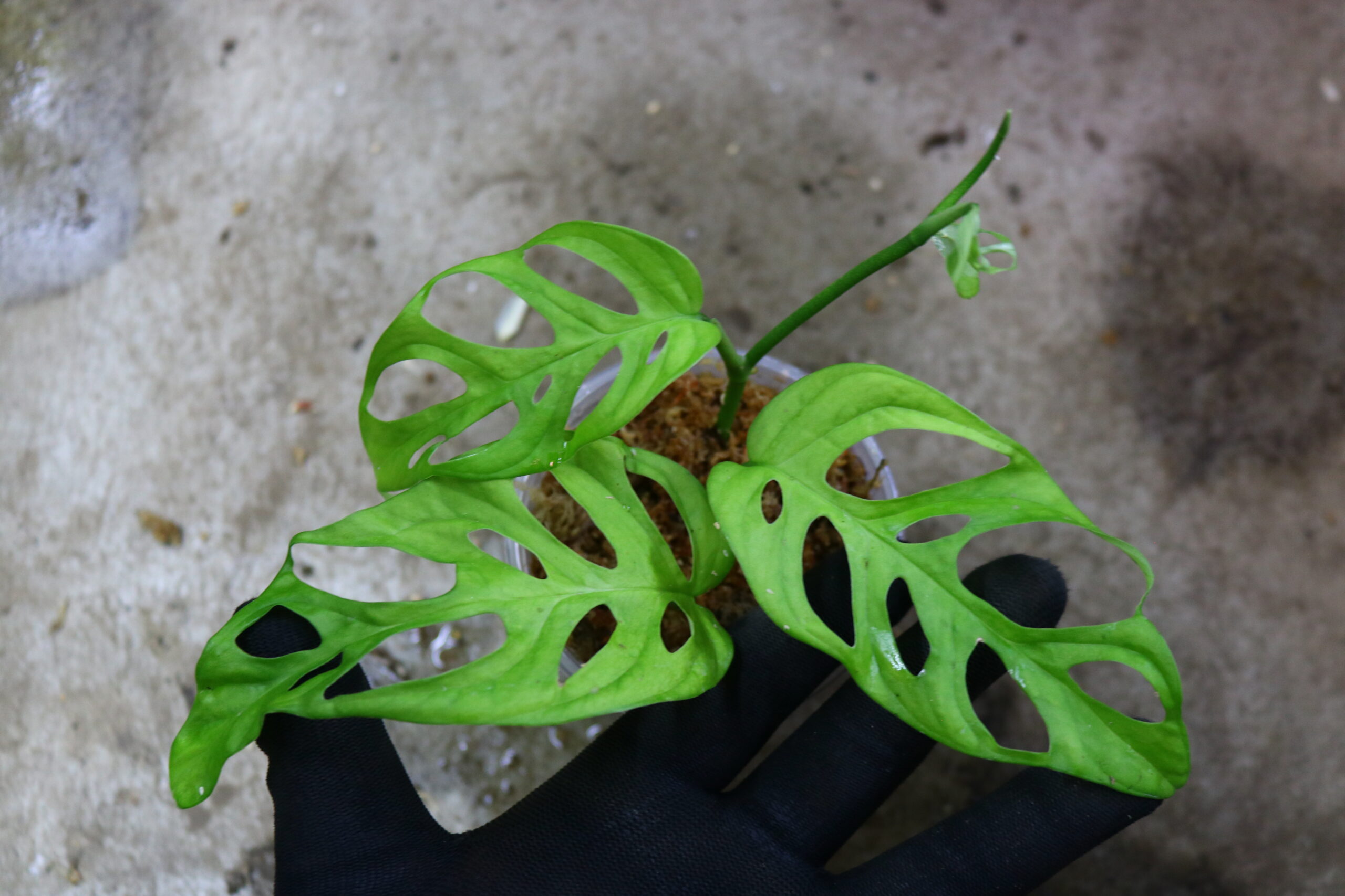 モンステラ オブリクア ロスタヨス obliqua los Tayos 大葉 - 観葉植物