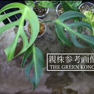 ヤフオク/No.021/-TGK-/フィロデンドロン ジョセヴォーノ斑入り/Philodendron 'JoseBuono Variegated'/  落札日2023/5/21 (日) | 世界中の珍しい熱帯植物｜THE GREEN KONG