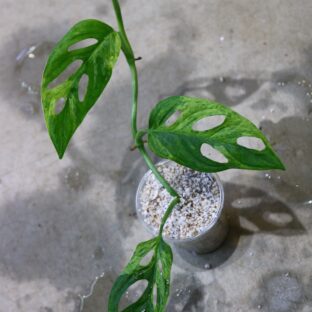 ヤフオク/出品No.07/マドカズラ極斑入り/ モンステラ アダンソニー “ミント”/Monstera adansonii “ Mint“ -TGK-r0208-