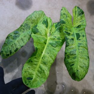 ヤフオク/出品No.06/-TGK-/フィロデンドロン パライソヴェルデ 斑入り/Philodendron paraiso verdes ’Variegated‘ /  落札日 2023/5/14 (日)