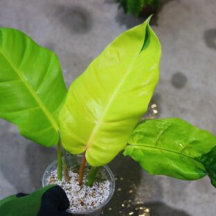 ヤフオク/No.05/-TGK-r0306/フィロデンドロン ジャングルフィーバー/Philodendron Jungle Fever/ 落札日2023/5/14 (日)