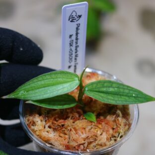ヤフオク/No.022/フィロデンドロン ‘バールマルクスファンタジー’/Philodendron ‘Burle Marx Fantasy’/-TGK-r03010-/ 落札日 2023/5/14 (日)