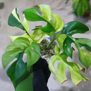 ヤフオク/No.02/-TGK-/ラフィドフォラ テトラスペルマ“パラゴン“/Rhaphidophora tetrasperma”Paragon“from Europe/ -TGK-r0306/ 落札日2023/5/14 (日)