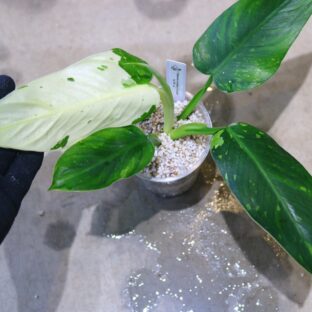 ヤフオク/No.017/-TGK-/フィロデンドロン ジョセヴォーノ斑入り/Philodendron ’JoseBuono Variegated‘/ 落札日2023/5/14 (日)