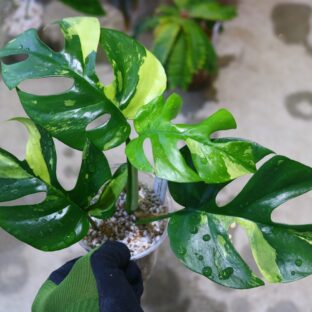 ヤフオク/No.04/-TGK-/ラフィドフォラ テトラスペルマ“パラゴン“/Rhaphidophora tetrasperma”Paragon“from Europe / -TGK-r0306/ 落札日2023/5/14 (日)
