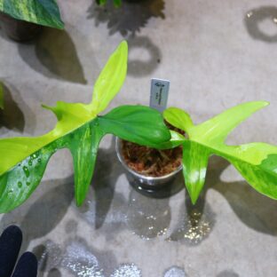 ヤフオク/No.011/-TGK-/フィロデンドロン ハイブリッド フロリダビューティー/Philodendron Hybrid ’Florida Beauty’ / 落札日2023/5/14 (日)