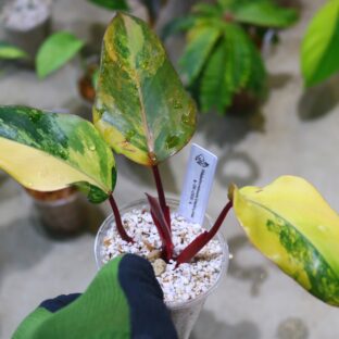 ヤフオク/No.09/-TGK-r0306/フィロデンドロン ストロベリーシェイク/Philodendron erubescens 'strawberry shake'/ 落札日2023/5/14 (日)