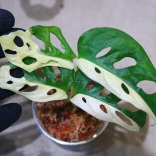 ヤフオク/No.015/-TGK-/マドカズラ/モンステラ アダンソニー ‘白斑入り’/Monstera adansonii ‘White Variegated‘/ 落札日2023/5/14 (日)
