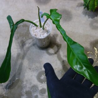 ヤフオク/No.013/-TGK-/フィロデンドロン ジョーピー/Philodendron joepii / 落札日2023/5/14 (日)