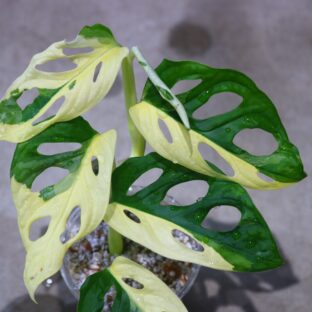 ヤフオク/No.019/-TGK-/マドカズラ/モンステラ アダンソニー ‘白斑入り’/Monstera adansonii ‘White Variegated‘/ 落札日2023/5/21 (日)