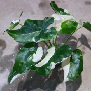 ヤフオク/No.022/-TGK-/クワズイモ 斑入り/アロカシア オドラ 斑入り/Alocasia odora ‘Variegata’/ No.022/-TGK-/クワズイモ 斑入り/アロカシア オドラ 斑入り/Alocasia odora ‘Variegata’ 落札日2023/5/21 (日)
