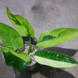 ヤフオク/No.021/-TGK-/フィロデンドロン ジョセヴォーノ斑入り/Philodendron ’JoseBuono Variegated‘/ 落札日2023/5/21 (日)