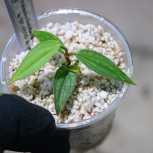 ヤフオク/No.06/-TGK-r03010-/フィロデンドロン ‘バールマルクスファンタジー’/Philodendron ‘Burle Marx Fantasy’/ 落札日2023/5/21 (日)