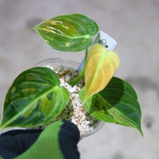 ヤフオク/No.03/-TGK-r040206- /Philodendron Melanochrysum “Variegata”/フィロデンドロン メラノクリサム斑入り/ 落札日2023/5/21 (日)