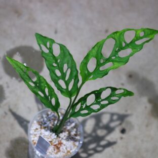 ヤフオク/No.012/-TGK-r0306/モンステラ オブリクア ペルー/Monstera obliqua peru / 落札日2023/5/21 (日)