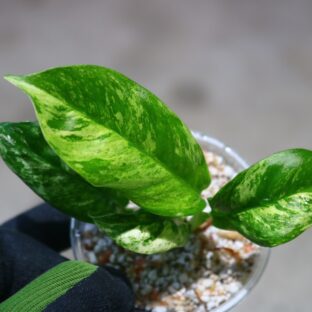 ヤフオク/No.011/-TGK-r0401219lh-/Rhaphidophora puberula “Variegated“ from Sumatra/ラフィドフォラ プベルラ/希少/ 落札日2023/5/21 (日)