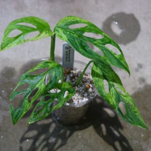 ヤフオク/No.016/-TGK-r0208-/マドカズラ極斑入り/モンステラ アダンソニー “ミント”/Monstera adansonii “Mint”/ 落札日2023/5/21 (日)