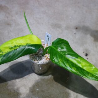 ヤフオク/No.020/-TGK-/フィロデンドロン ドメスティカム斑入り/Philodendron domesticum ’Variegated‘ / 落札日2023/5/21 (日)