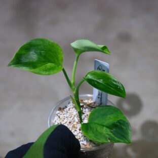 ヤフオク/No.013/TGK/ Scindapsus ‘Variegated-I‘ from Kapuas Hulu -TGK-r4-0222lh- / スキンダプサス ‘斑入りI’/ 落札日2023/5/21 (日)