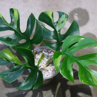 ヤフオク/No.09/-TGK-/ラフィドフォラ テトラスペルマ“パラゴン“/Rhaphidophora tetrasperma”Paragon“from Europe/ 落札日2023/5/21 (日)