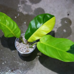 ヤフオク/No.02/-TGK-r0306/フィロデンドロン ジャングルフィーバー/Philodendron Jungle Fever/ 落札日2023/5/21 (日)