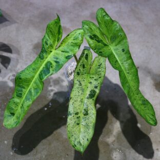 ヤフオク/No.05/-TGK-/フィロデンドロン パライソヴェルデ 斑入り/Philodendron paraiso verdes ’Variegated‘/ 落札日2023/5/21 (日)