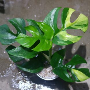 ヤフオク/No.014/-TGK-/ラフィドフォラ テトラスペルマ“パラゴン“/Rhaphidophora tetrasperma”Paragon“from Europe/ 落札日2023/5/21 (日)