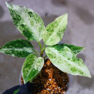 ヤフオク/No.07/希少/Aglaonema picutum ”Variegated”-TGK-RIIX007LH from Aceh Sumatra /斑入り/アグラオネマ/TGK輸入便/ 落札日2023/5/21 (日)