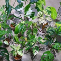 今週もヤフオク出品しました！！  ヤフオク落札日　2023/5/21 (日)