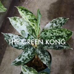 ヤフオク！今週のオススメ！！