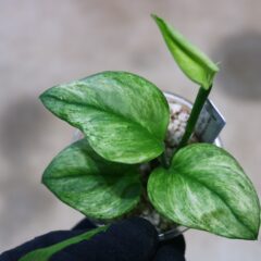 ヤフオク！2023/5/28 (日) 今週のオススメ！！