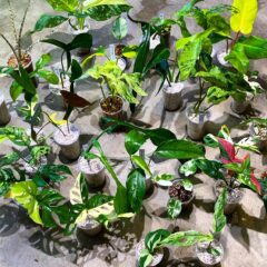 今週もヤフオク出品しました！！  ヤフオク落札日　2023/6/4 (日)