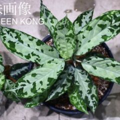 ヤフオク！2023/6/18 (日) 今週のオススメ！！