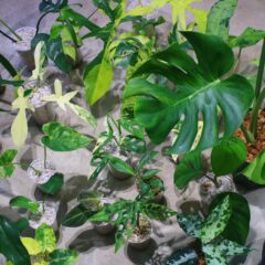 今週もヤフオク出品しました！！  ヤフオク落札日　2023/6/18 (日)