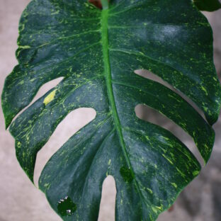 No.013/ 2023/10/25/ -TGK-r3012s - / Monstera deliciosa ’Mutation Yellow Variegated Ⅲ ‘ from Japan  国内実生増殖株管理No.Ⅲ