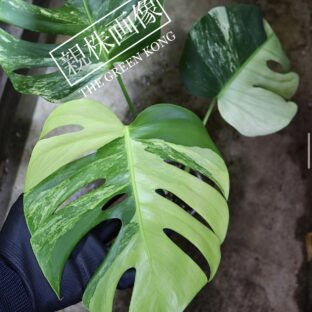 No.012/ 2023/10/20/Monstera deliciosa var, ’borsigana type mint‘ from Japan   -TGK-r0307s-国内実生増殖株管理No.Ⅱ